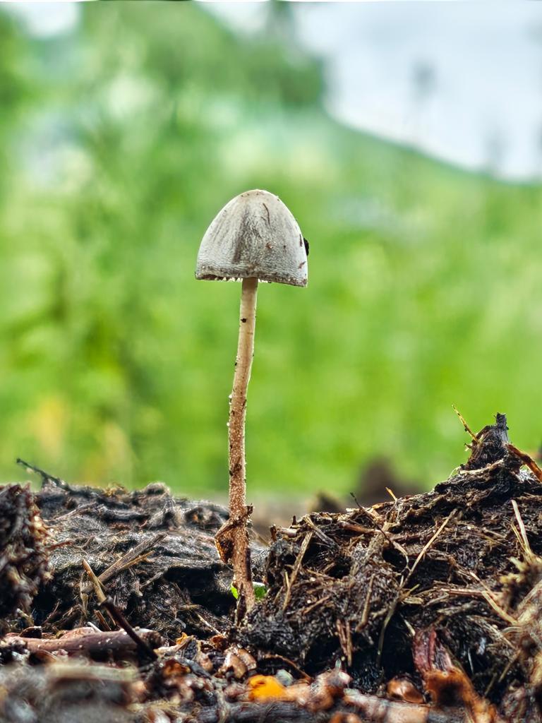 口袋里的光影课|看见蘑菇低角度拍