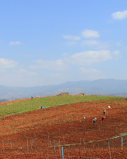 《土地的青春》-小说-徐贵祥