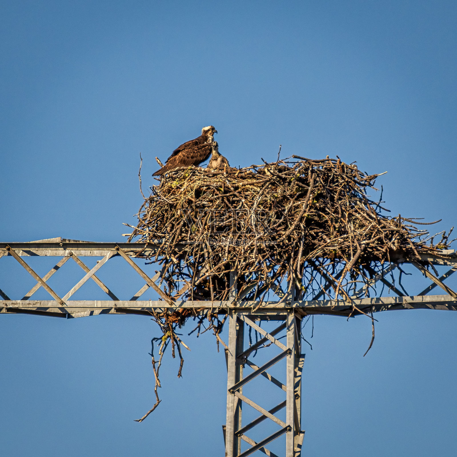 《寻找鹰巢的下午》-诗歌-赵琳