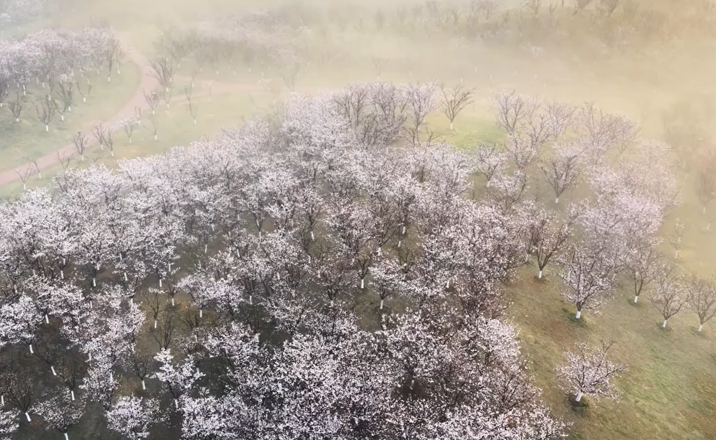 合肥：方兴湖樱花遇晨雾 宛若水墨丹青